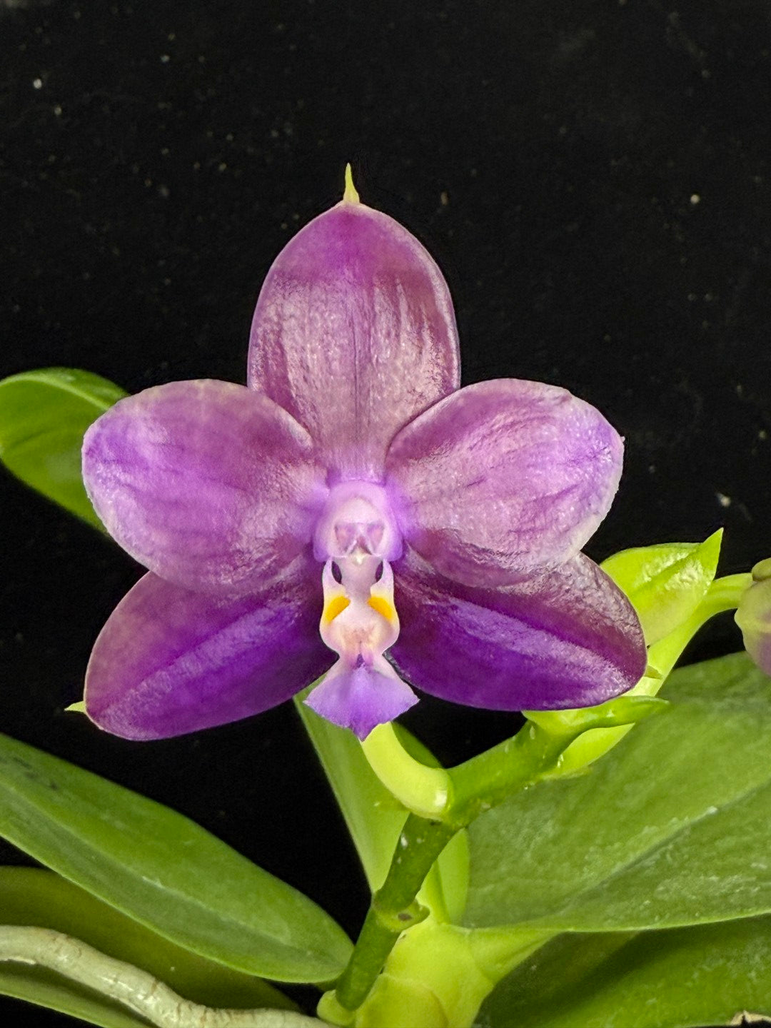 Phalaenopsis Mituo Van Gogh 250827 Flowering