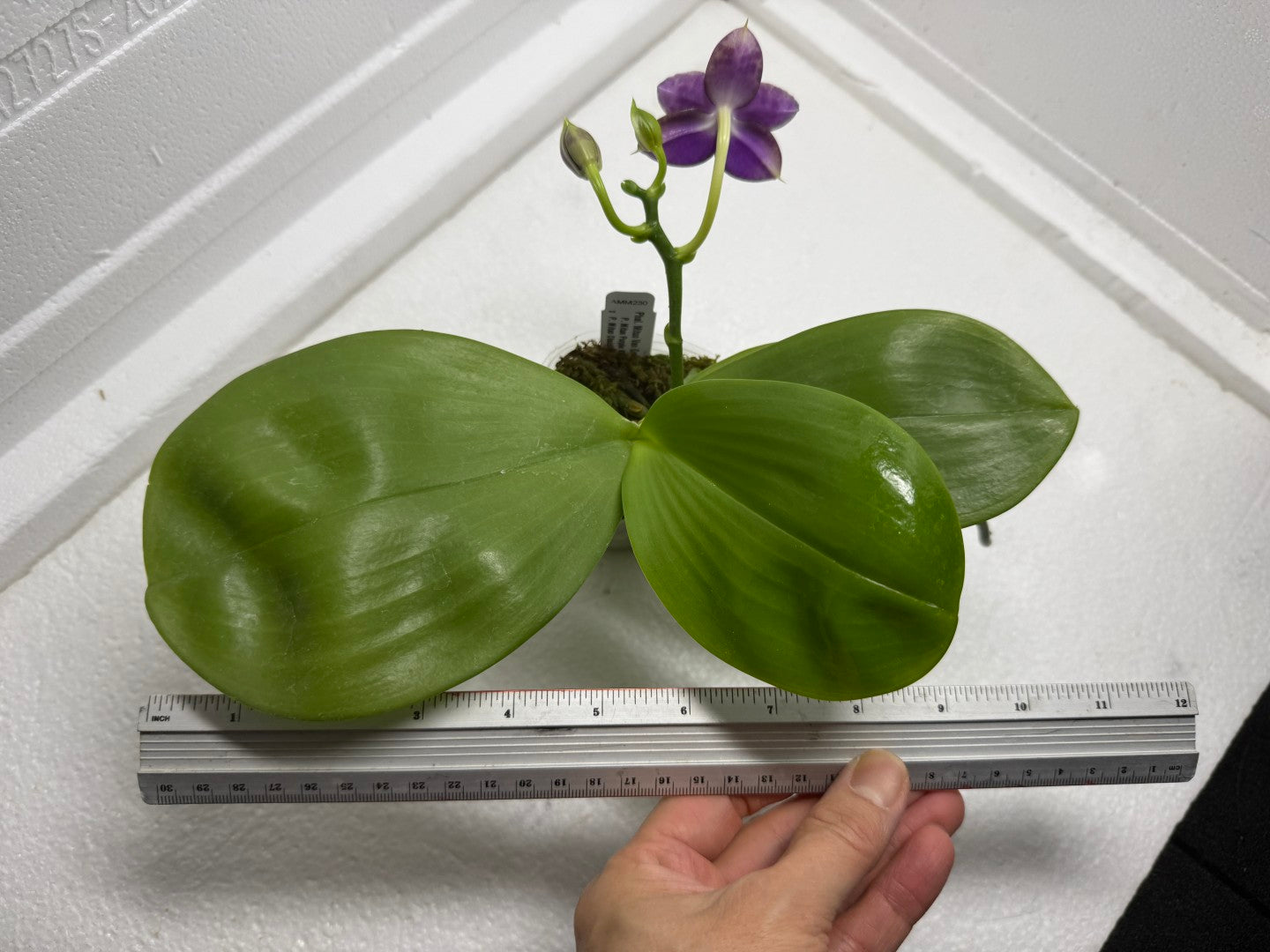 Phalaenopsis Mituo Van Gogh 250827 Flowering