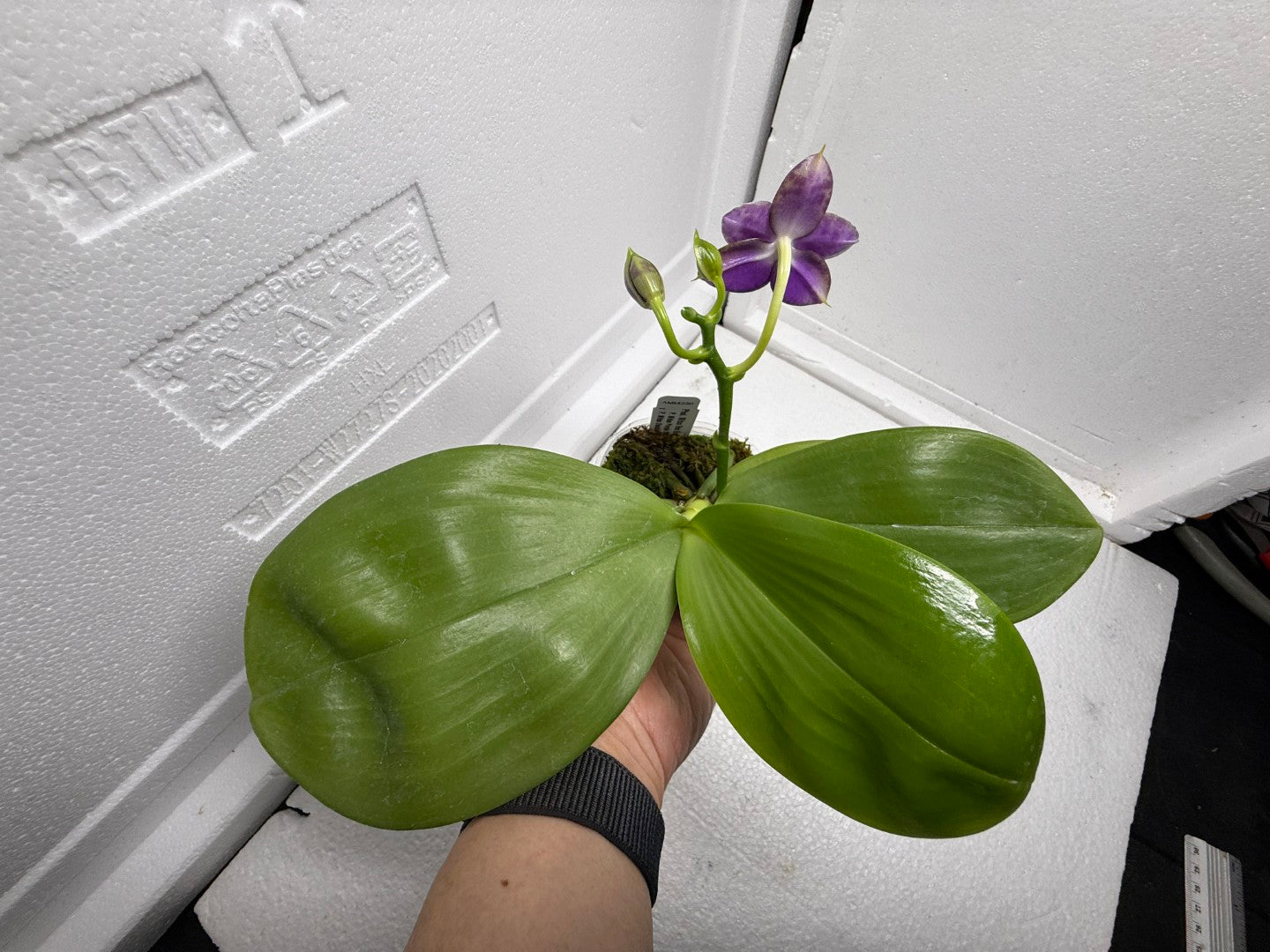 Phalaenopsis Mituo Van Gogh 250827 Flowering