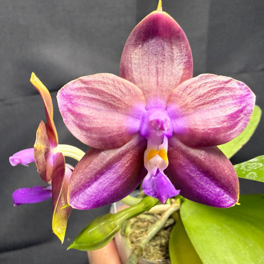 Phalaenopsis Mituo Van Gogh 260201 Flowering