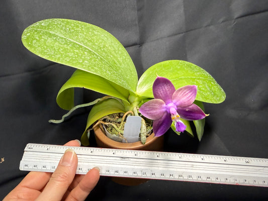 Phalaenopsis Mituo Van Gogh 260203 Flowering