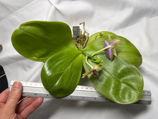 Phalaenopsis Mituo Van Gogh - Seed Grown 260407 Flowering 2 spikes