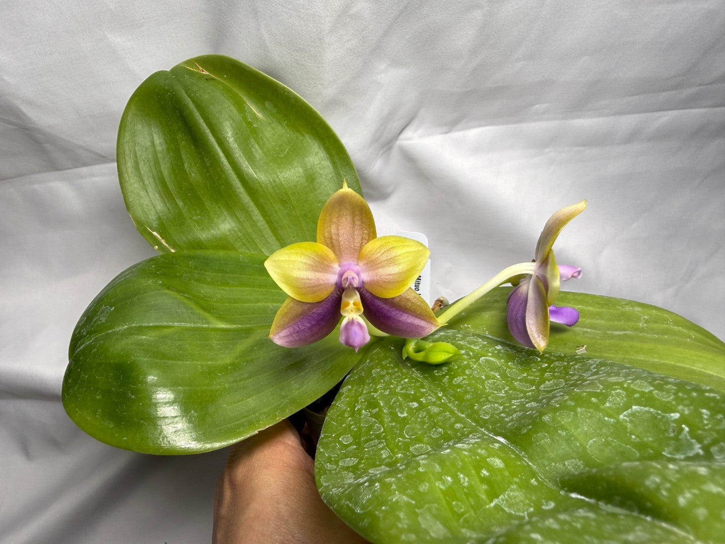 Phalaenopsis Mituo Van Gogh - Seed Grown 260407 Flowering 2 spikes