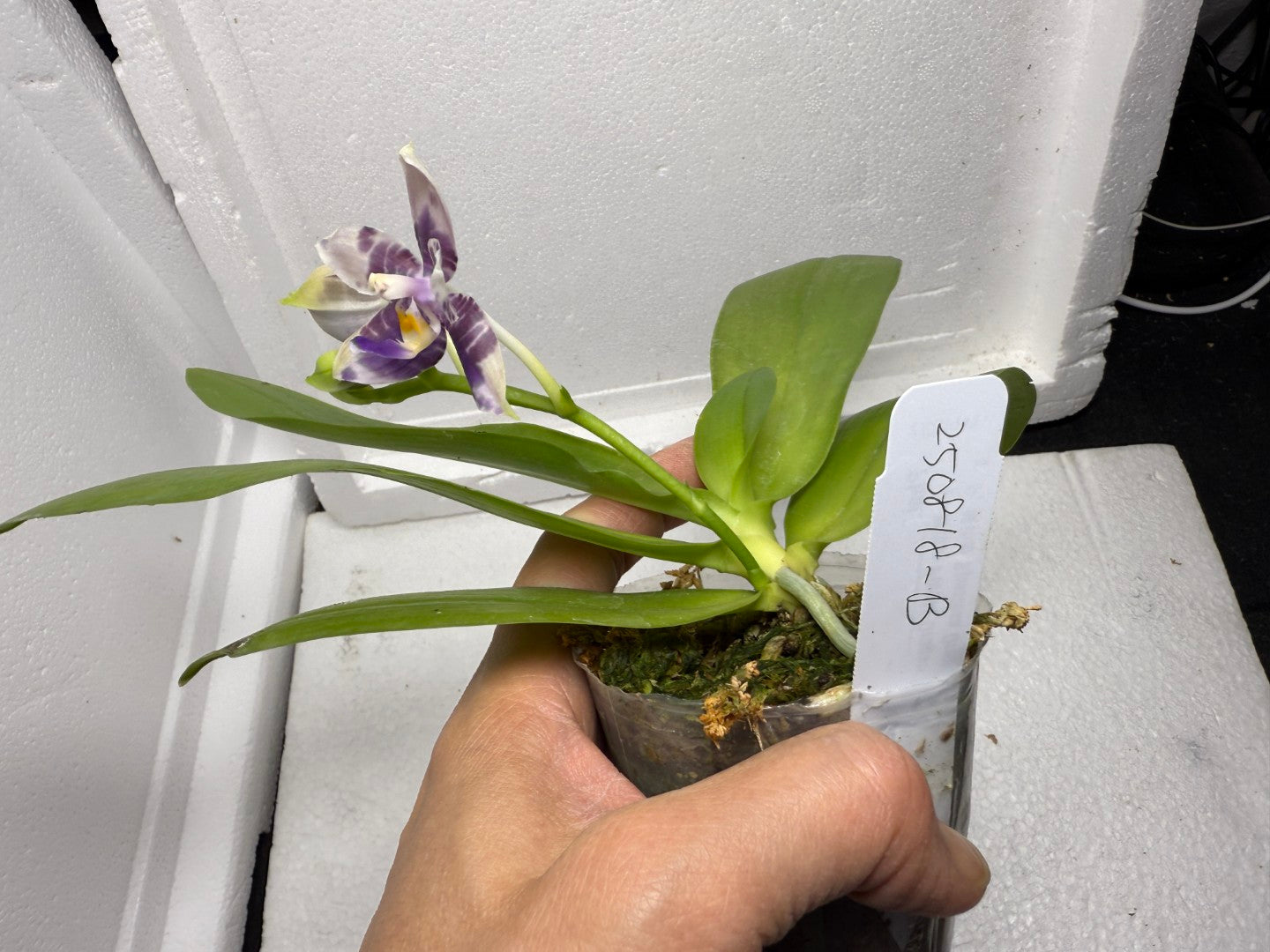 Phalaenopsis Mituo Purple Dragon x Mituo Speciosa Dragon 250818-B Flowering