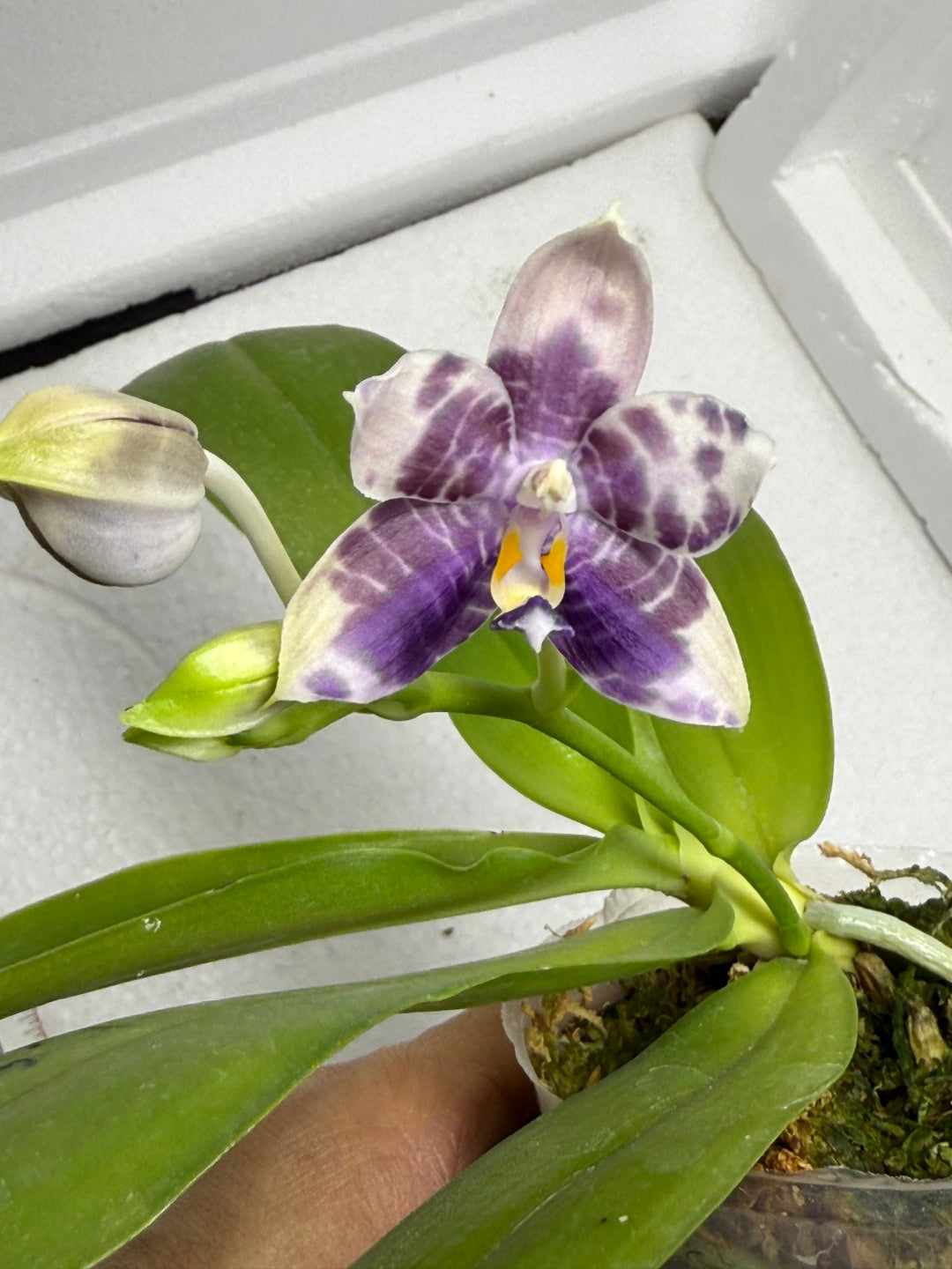Phalaenopsis Mituo Purple Dragon x Mituo Speciosa Dragon 250818-B Flowering