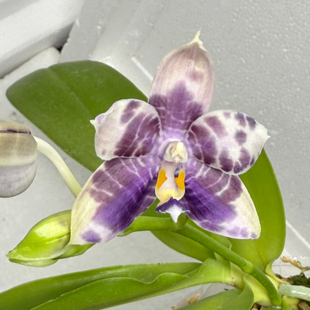 Phalaenopsis Mituo Purple Dragon x Mituo Speciosa Dragon 250818-B Flowering