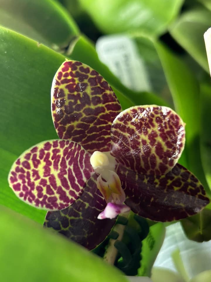 Phalaenopsis Mituo Gigan Sunny - Seedling