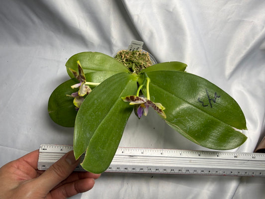 Phalaenopsis (Mituo Purple Dragon X Mituo Speciosa Dragon) 260426 Seed Grown Flowering 2 spikes