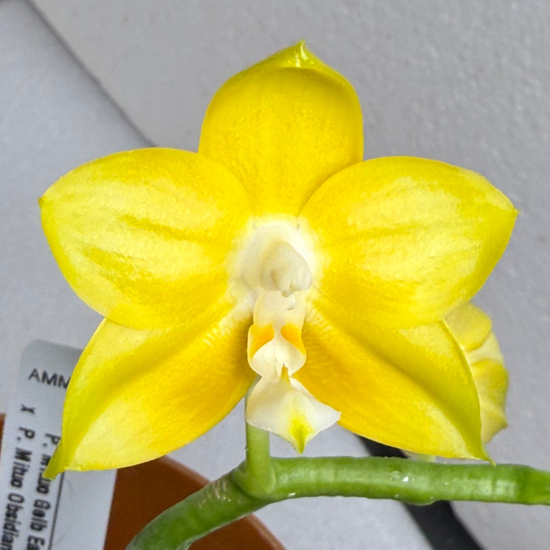 Phalaenopsis Mituo Gold Coin - seed grown