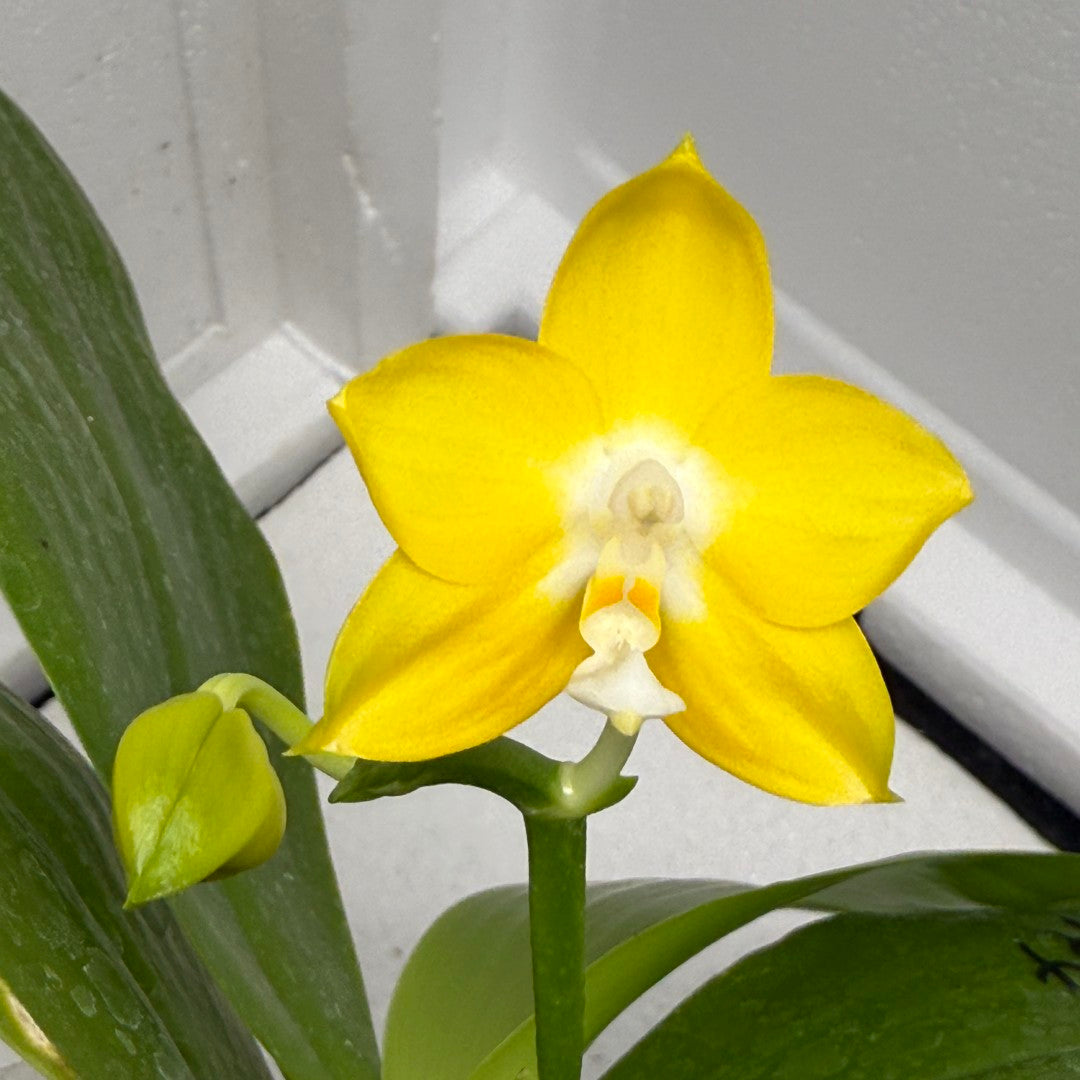 Phalaenopsis Mituo Gold Coin - seed grown