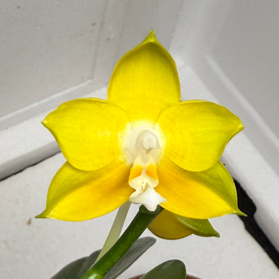 Phalaenopsis Mituo Gold Coin - seed grown