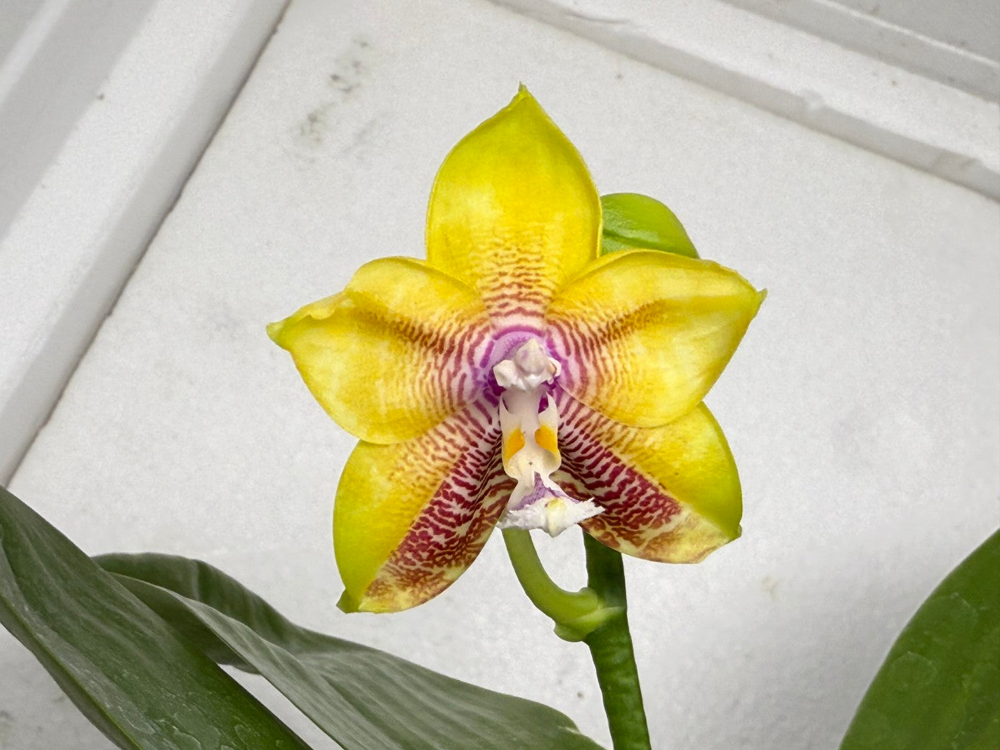 Phalaenopsis Mituo Gold Coin 250827 Flowering