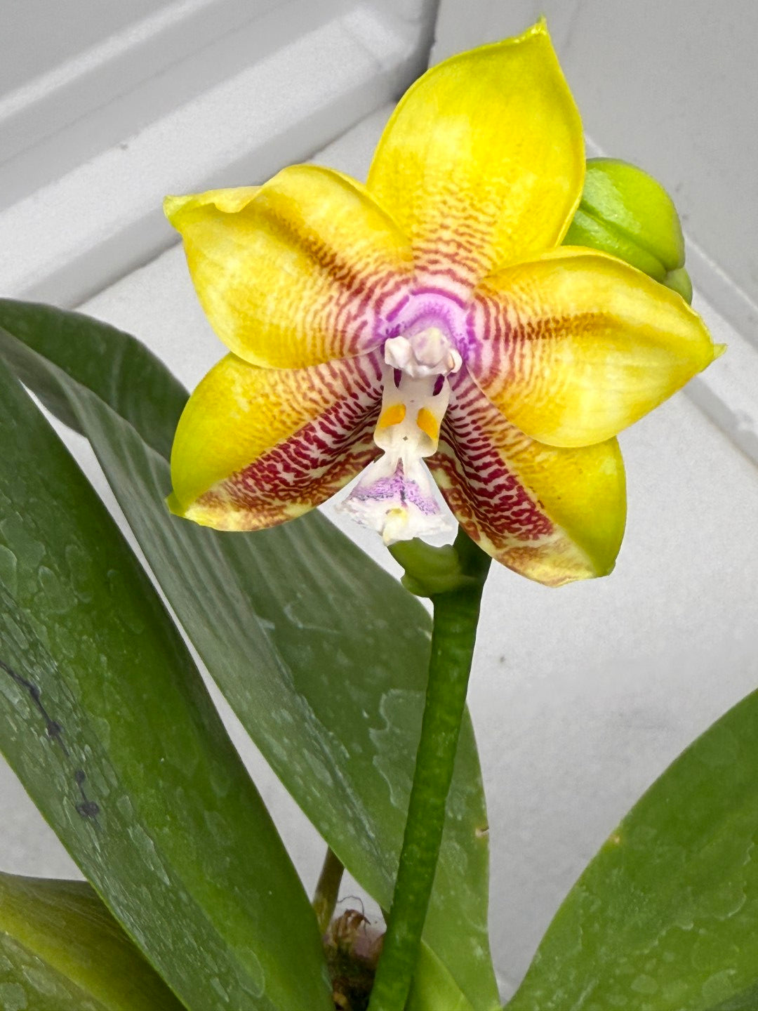 Phalaenopsis Mituo Gold Coin 250827 Flowering