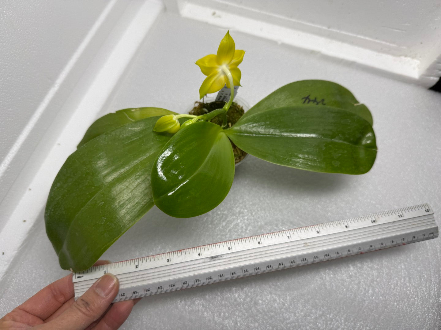 Phalaenopsis Mituo Gold Coin 250904 Flowering