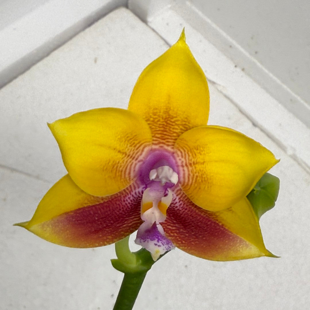 Phalaenopsis Mituo Gold Coin - seed grown