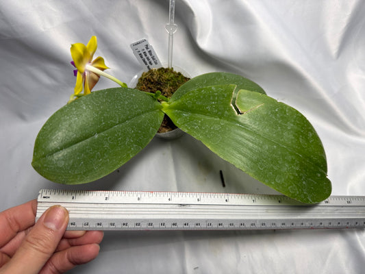 Phalaenopsis Mituo Gold Coin 260425 Flowering Fragrant Seed Grown