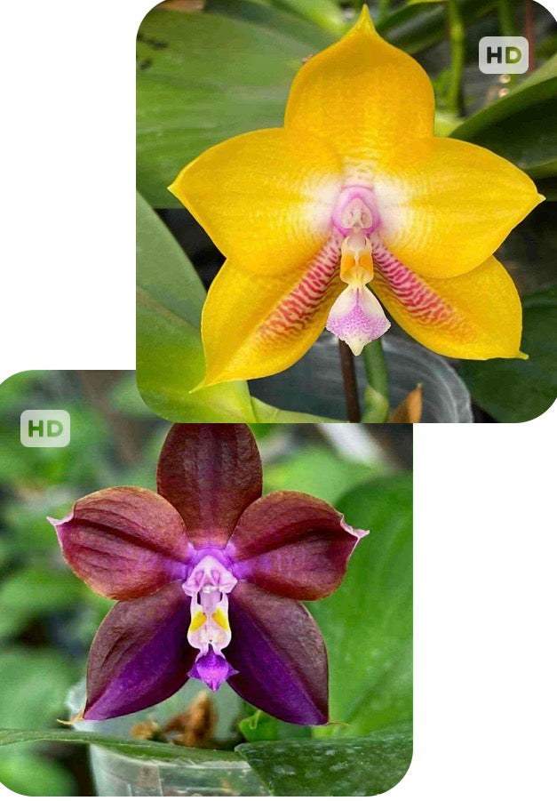 Phalaenopsis Mituo Gold Coin - seed grown
