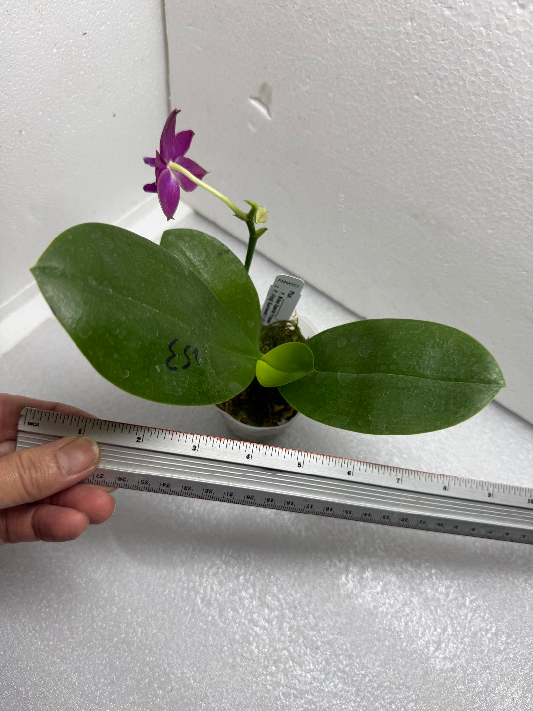 Phalaenopsis Mituo Special Princess x (Fintjie Kunriawati - LD‘s Bear King) 250716 Flowering