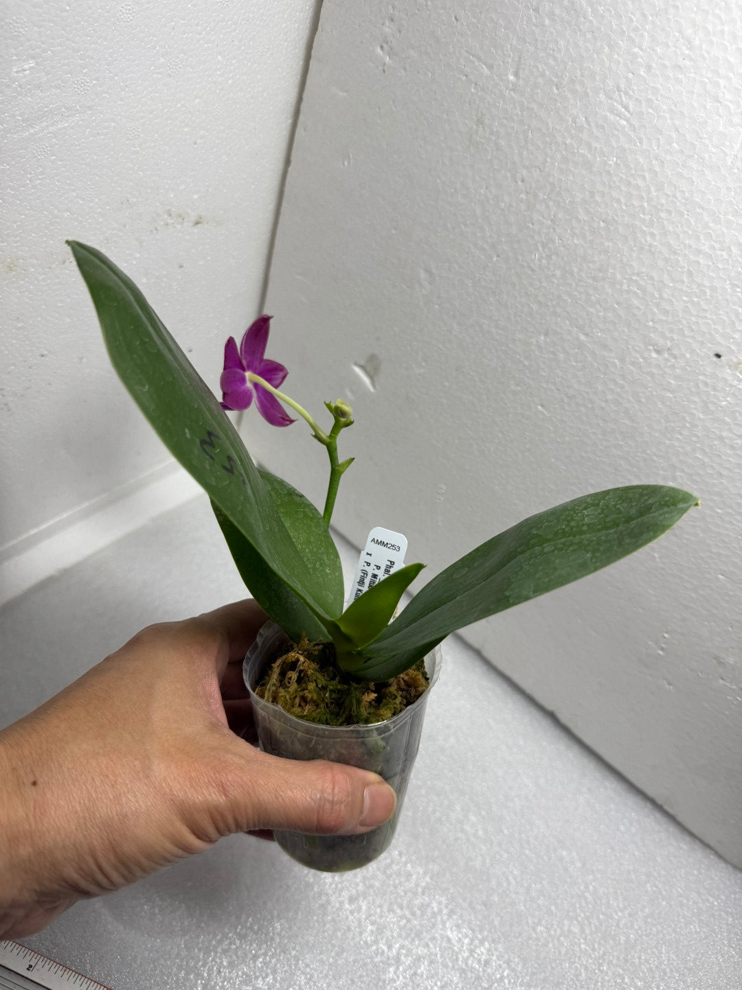 Phalaenopsis Mituo Special Princess x (Fintjie Kunriawati - LD‘s Bear King) 250716 Flowering