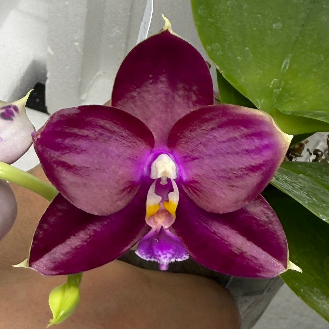 Phalaenopsis Mituo Special Princess x (Fintjie Kunriawati - LD‘s Bear King) 250810-A Flowering