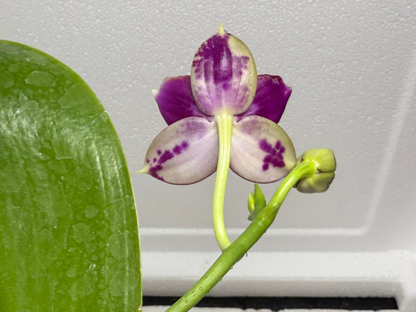 Phalaenopsis Mituo Special Princess x (Fintjie Kunriawati - LD‘s Bear King) 250810-A Flowering