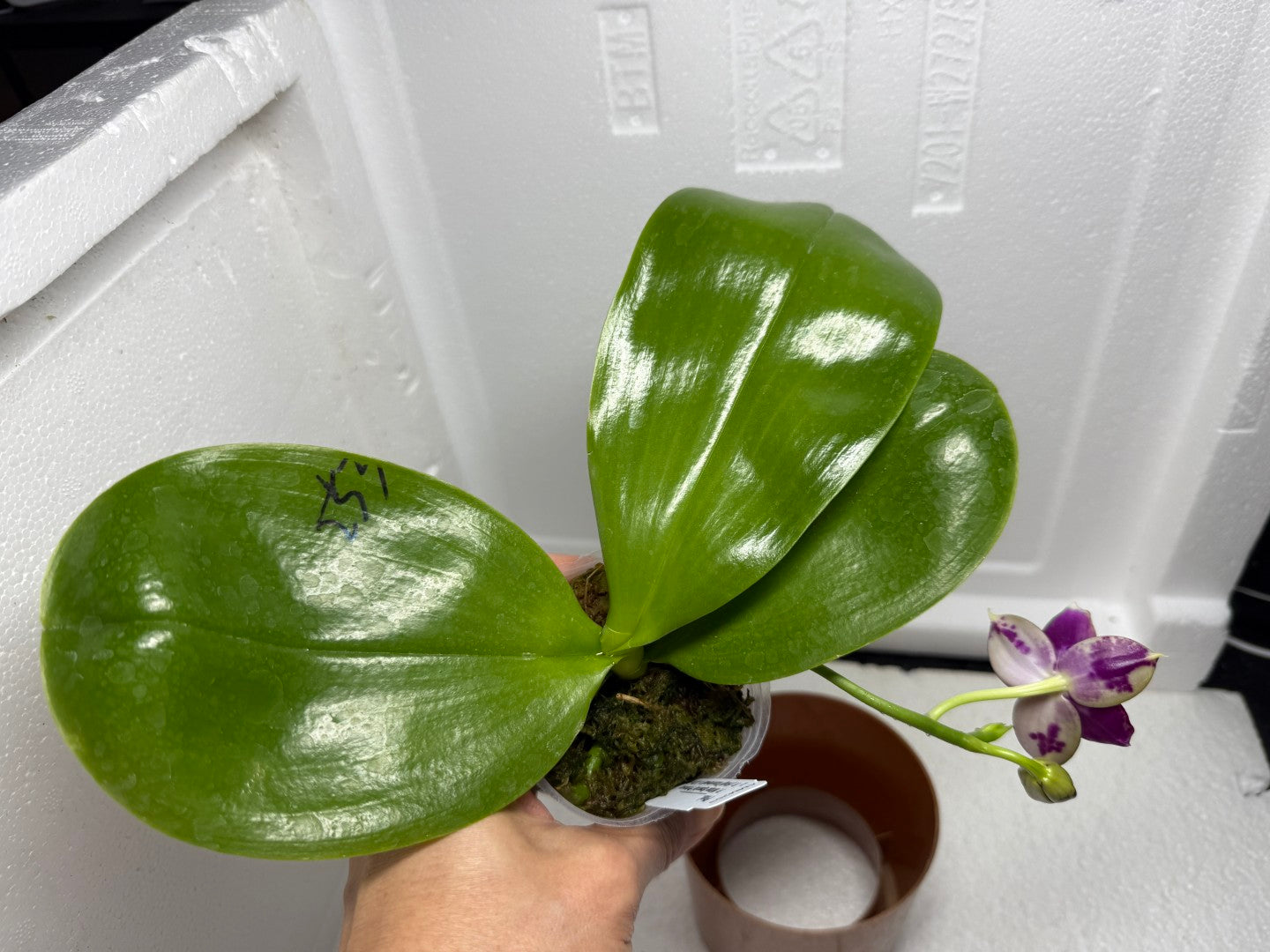 Phalaenopsis Mituo Special Princess x (Fintjie Kunriawati - LD‘s Bear King) 250810-A Flowering