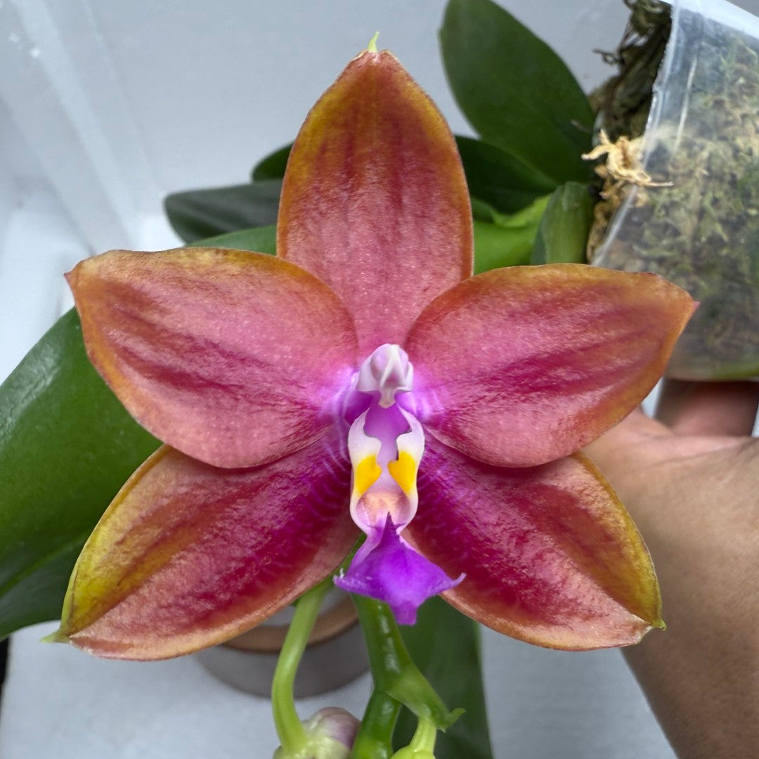 Phalaenopsis Mituo Special Princess x (Fintjie Kunriawati - LD‘s Bear King) 250823 Flowering Very Fragrant