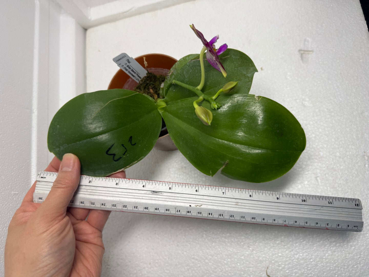 Phalaenopsis Mituo Joanie 250901 Flowering