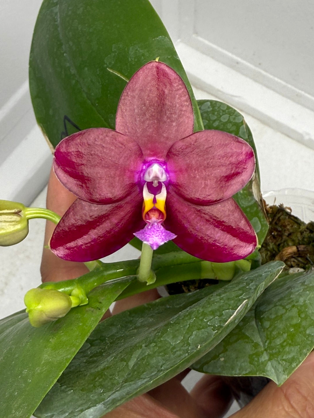 Phalaenopsis Mituo Joanie 250901 Flowering