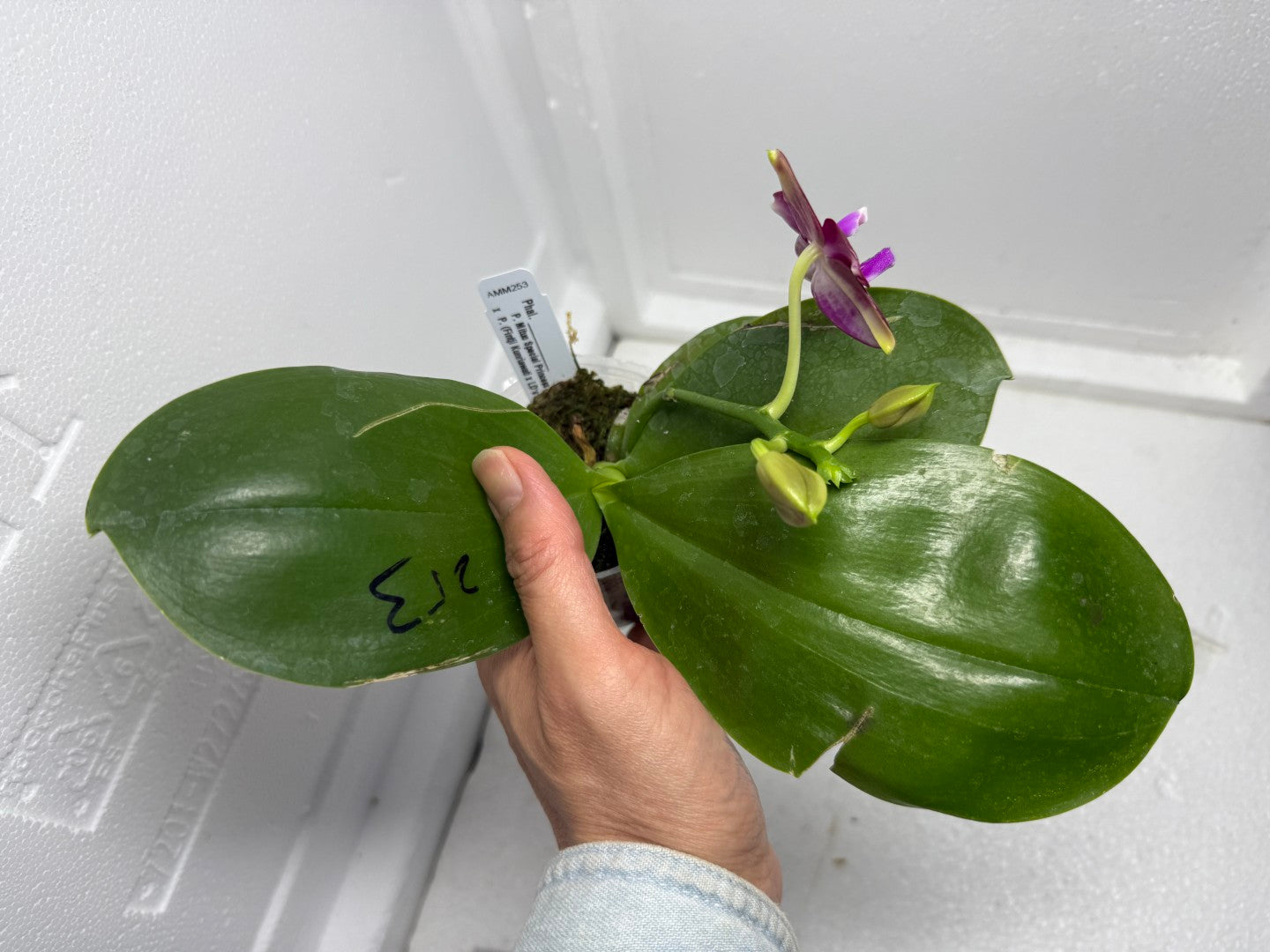 Phalaenopsis Mituo Joanie 250901 Flowering