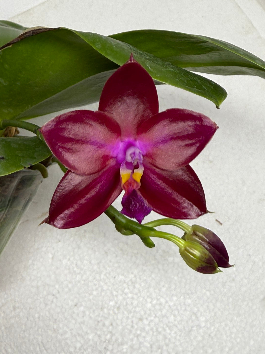 Phalaenopsis Mituo Joanie 250913 Flowering Vibrant Red Purple