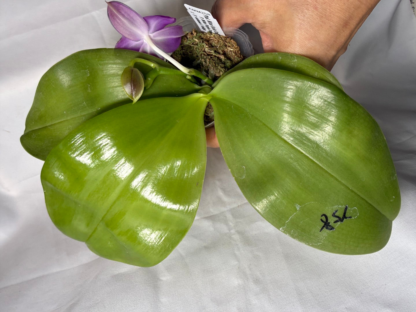 AMM258 - Phalaenopsis Mituo Violet Dragon (seed grown) 260608 Flowering