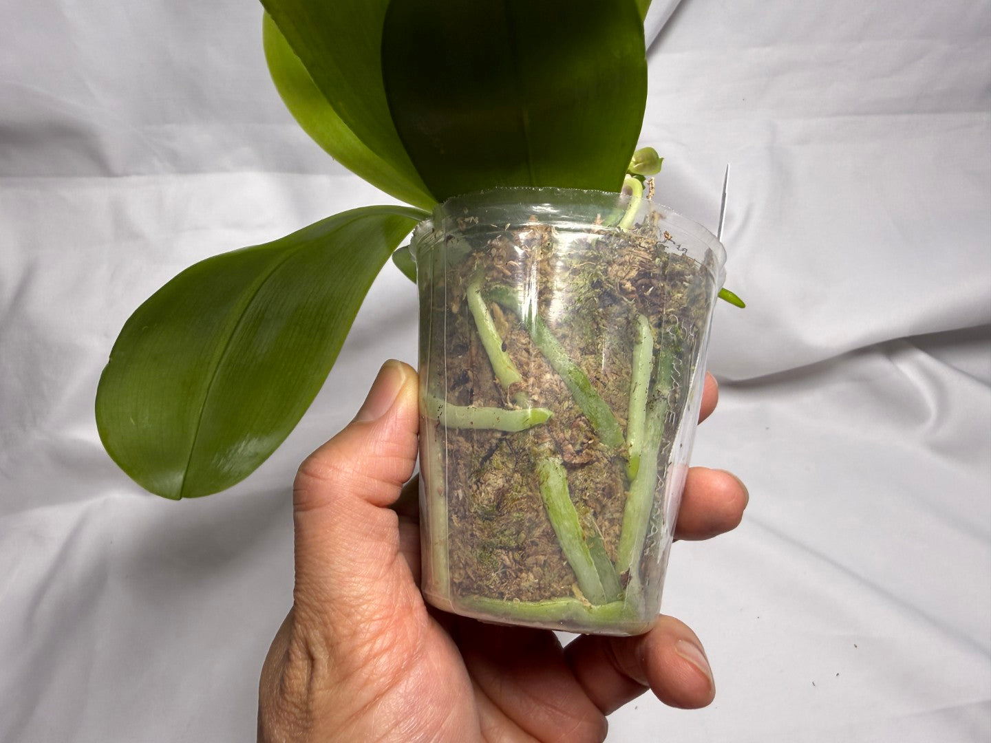 AMM258 - Phalaenopsis Mituo Violet Dragon (seed grown) 260614 Flowering