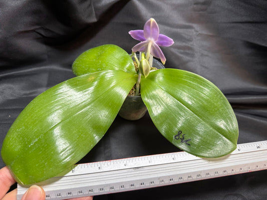 AMM258 - Phalaenopsis Mituo Violet Dragon (seed grown) 260707-B Flowering