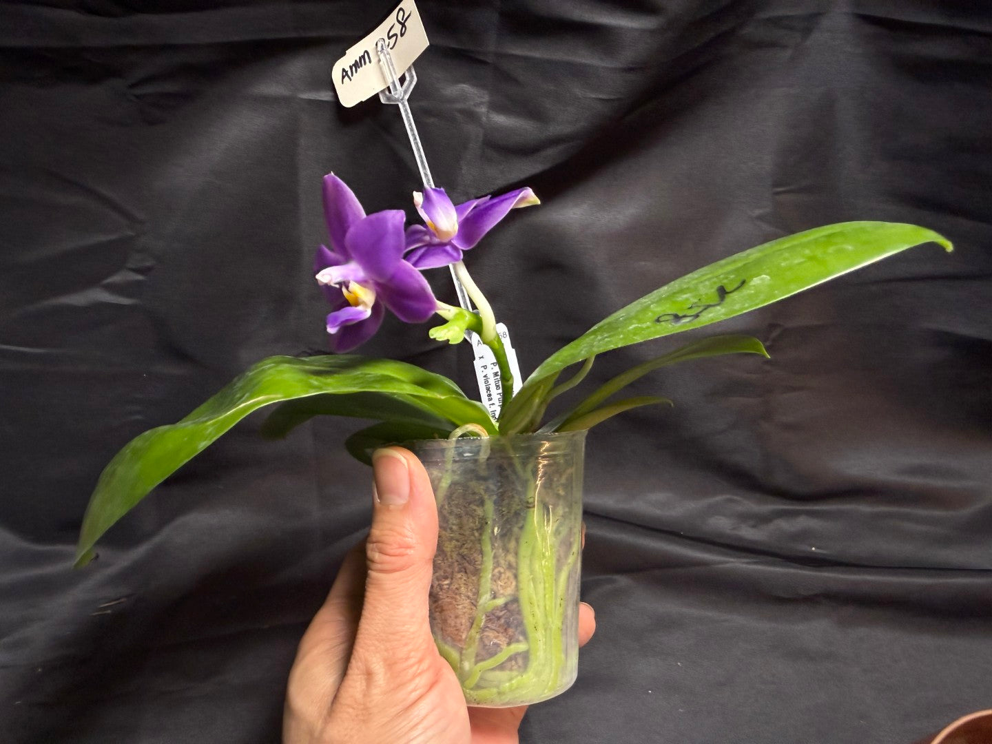 AMM258 - Phalaenopsis Mituo Violet Dragon (seed grown) 260707 Flowering