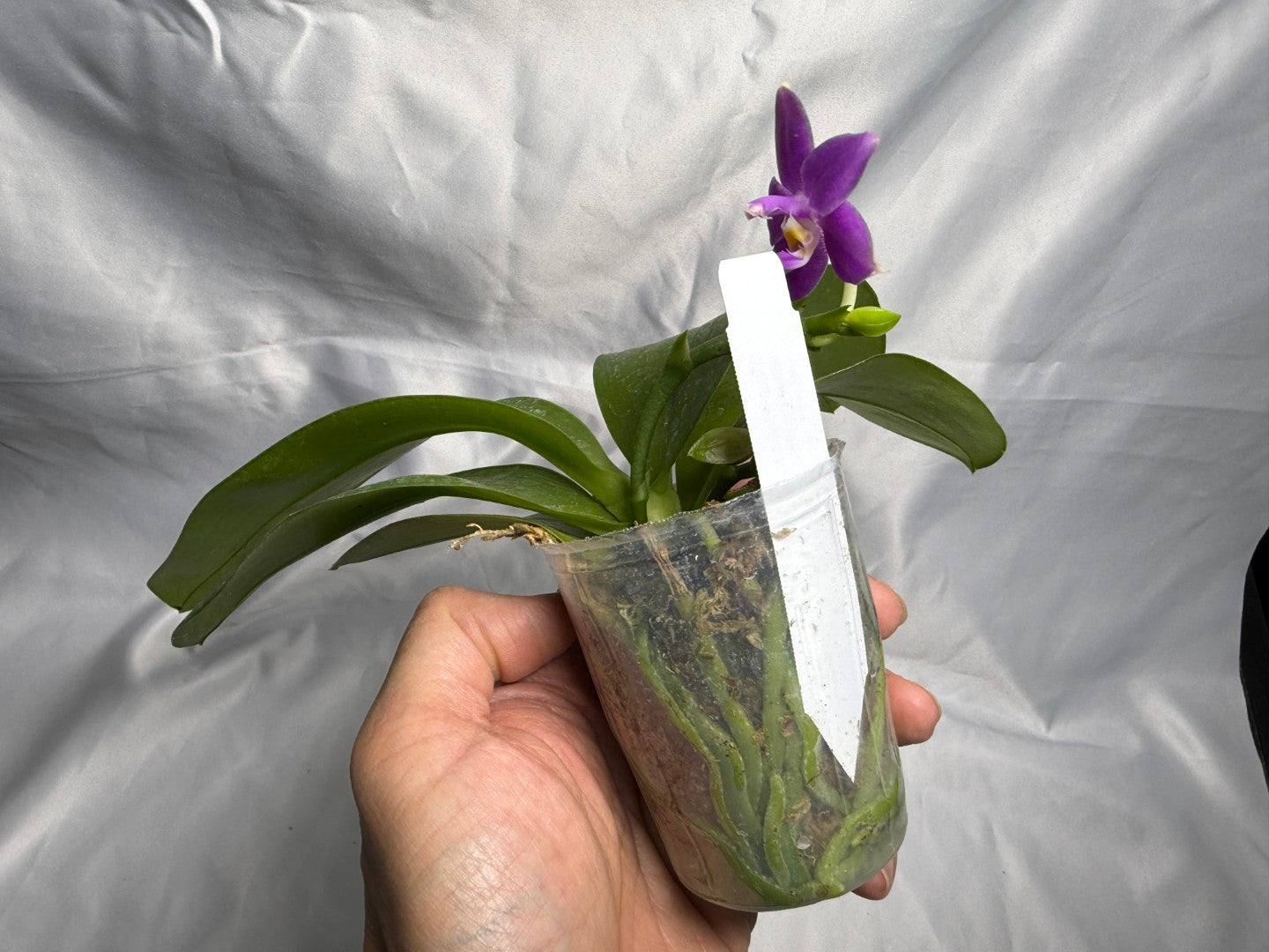 AMM258 Phalaenopsis Mituo Violet Dragon (seed grown) 260830 Flowering
