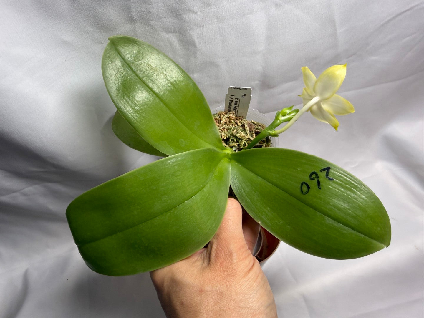 AMM260 Phalaenopsis (Mituo Reflex Dragon X Mituo Blue Firefly) - Seed Grown 260607 Flowering