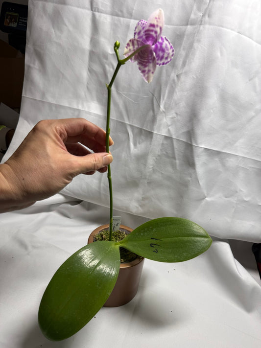Phalaenopsis Mituo Solar Blaze - Seed Grown 260415 Flowering