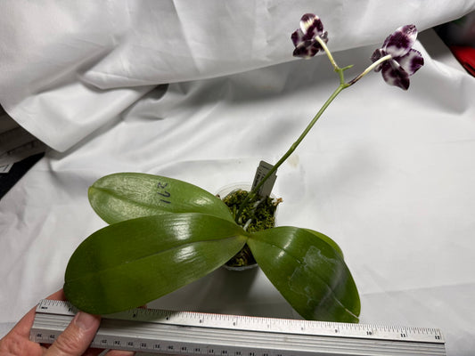 Phalaenopsis Mituo Solar Blaze - Seed Grown 260416 Flowering
