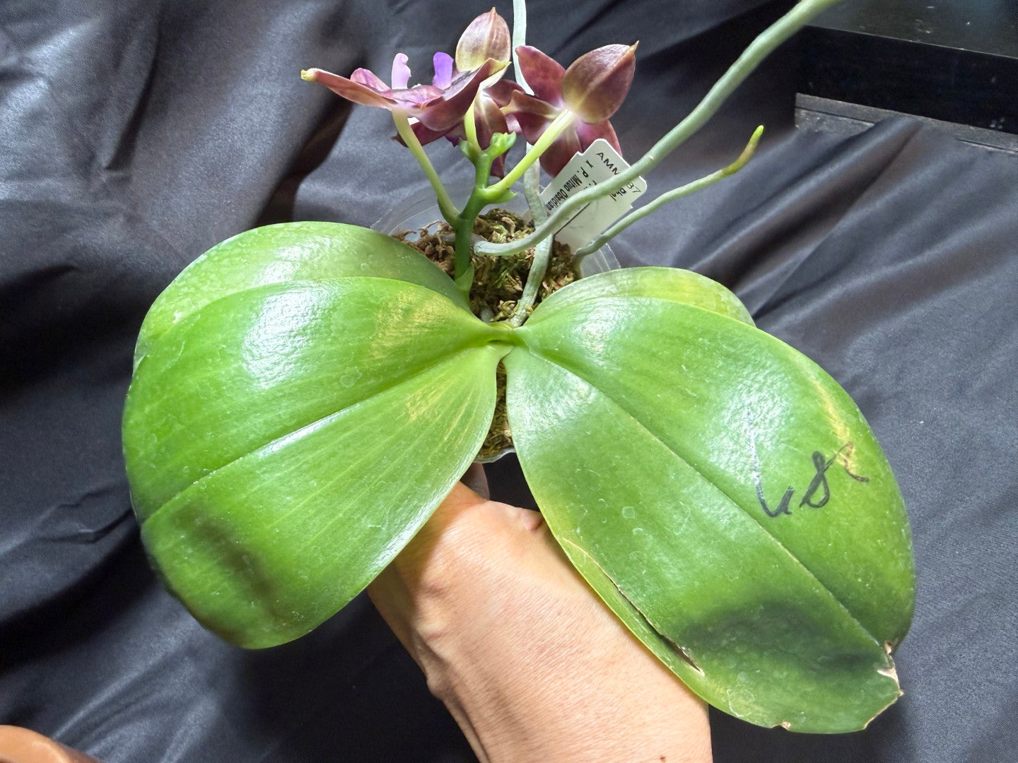 AMM287 - Phalaenopsis Mituo Black Sea (seed grown) Flowering 260707
