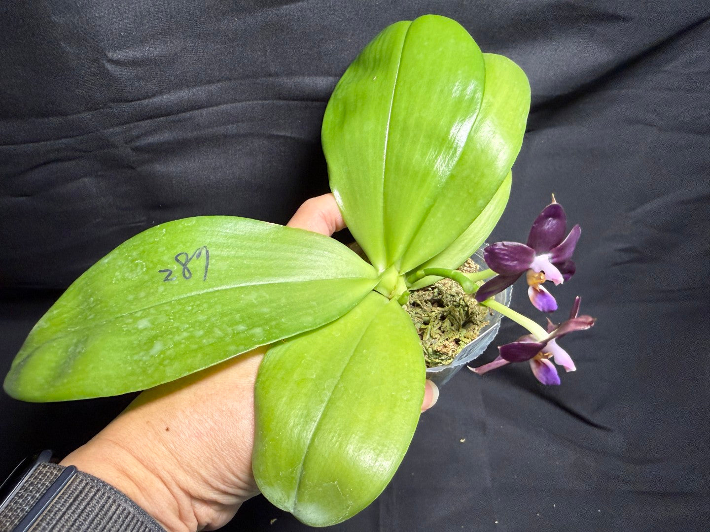 AMM287 - Phalaenopsis Mituo Black Sea (seed grown) Flowering 260713