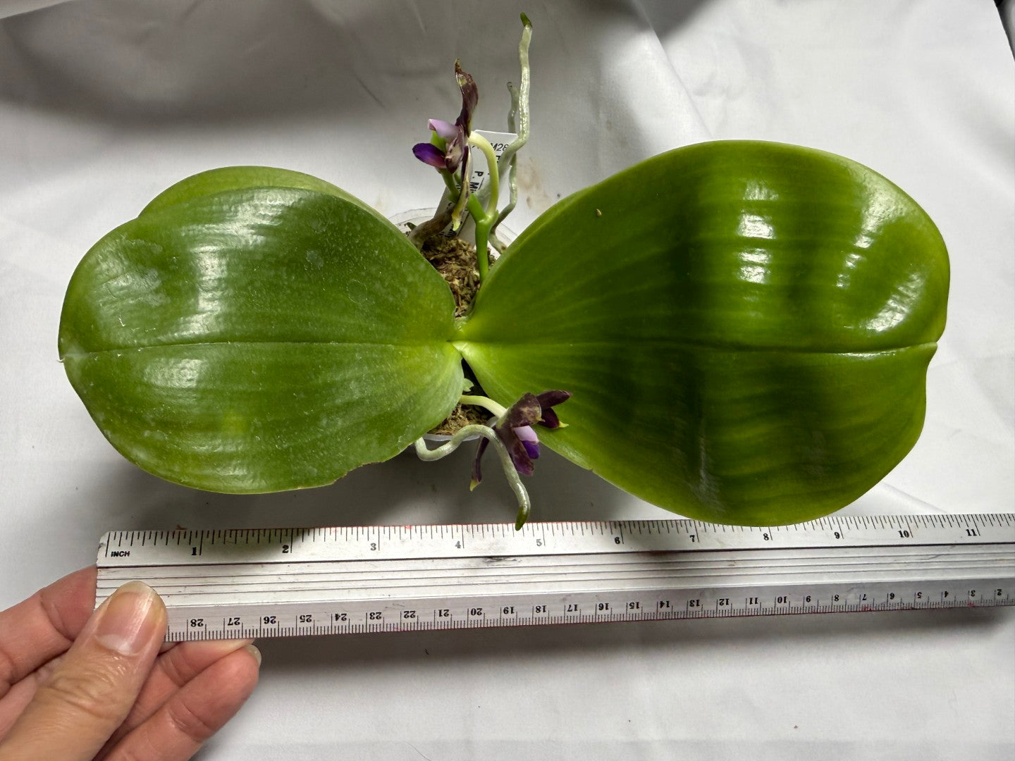 AMM287 - Phalaenopsis Mituo Black Sea (seed grown) Flowering 260714