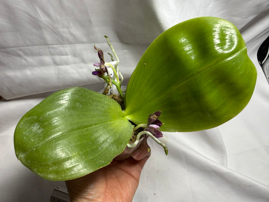 AMM287 - Phalaenopsis Mituo Black Sea (seed grown) Flowering 260714