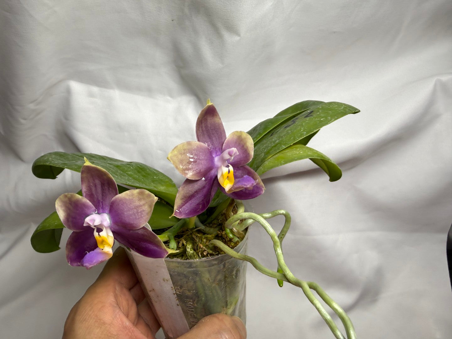 AMM287 - Phalaenopsis Mituo Black Sea (seed grown) Flowering 260812