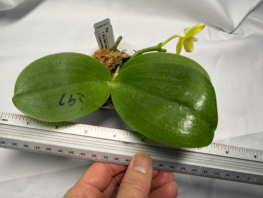 Phalaenopsis (Mituo Reflex Dragon X LD Green Kingfisher) 251227