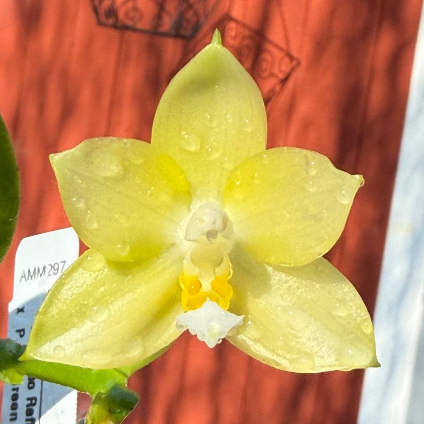 Phalaenopsis (Mituo Reflex Dragon 'Blue 2' X LD Green Kingfisher) - Seed Grown