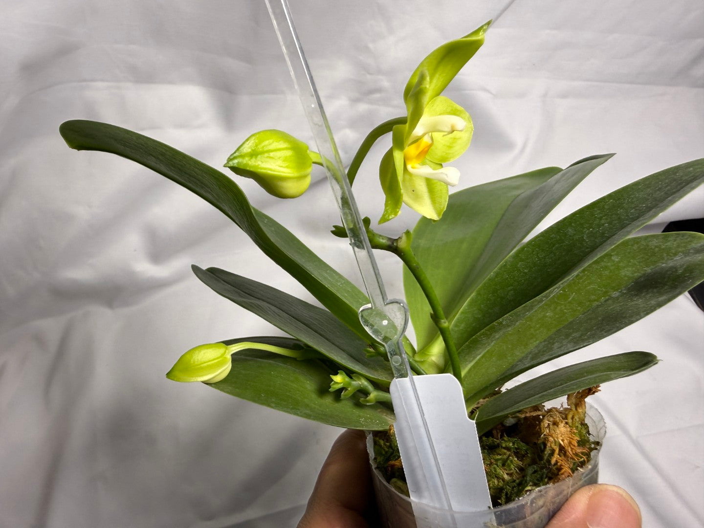 AMM297 Phalaenopsis Mituo Jade Falcon Seed Grown 260611-A Flowering 3 spikes