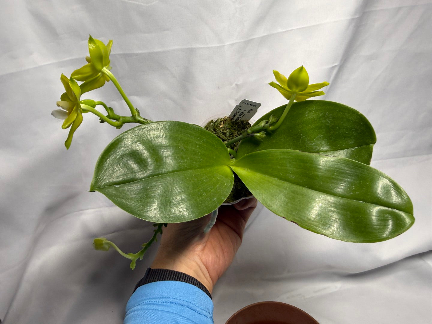AMM297 Phalaenopsis Mituo Jade Falcon Seed Grown 260611-C Flowering 4 spikes