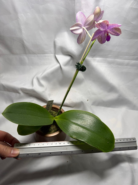 Phalaenopsis Mituo Silver Lining x Mituo Purple Dragon 260406 Flowering Seed Grown