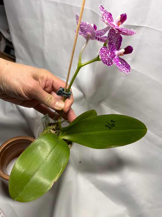 Phalaenopsis Mituo Silver Lining x Mituo Purple Dragon 260407 Flowering Seed Grown